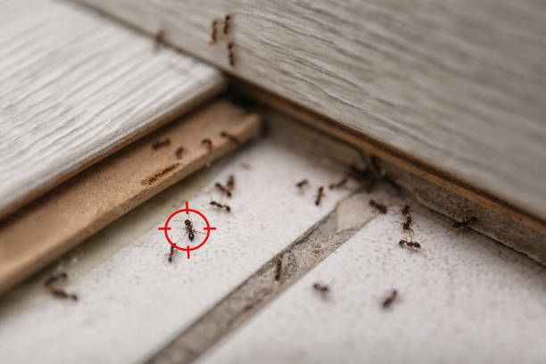 Insect Control in Olney, IL