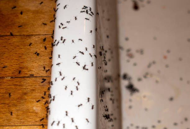 Best Best Pest Control Companies  in Olney, IL