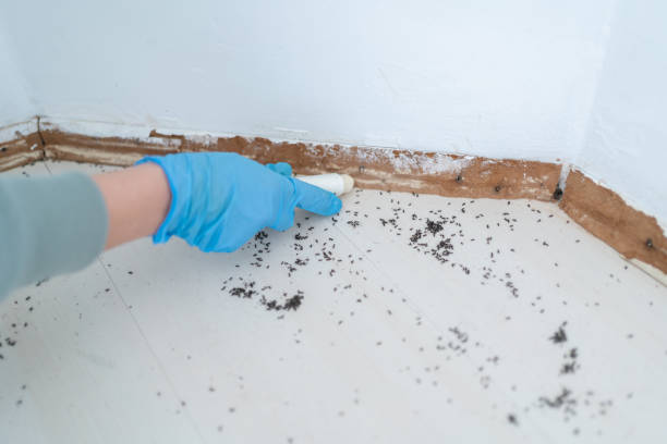 Professional Pest Control in Olney, IL